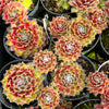 [PACK of 10 PLANTS] x Sempervivum 'Skrocki's Beauty'