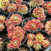 [PACK of 10 PLANTS] x Sempervivum 'Skrocki's Beauty'