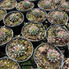 [PACK of 10 PLANTS] x Sempervivum calcareum 'Grigg's Surprise' (XS)