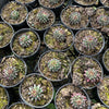 [PACK of 10 PLANTS] x Sempervivum calcareum 'Grigg's Surprise' (XS)