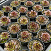 [PACK of 10 PLANTS] x  Jovibarba heuffelii 'Irene' (XS)