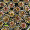 [PACK of 10 PLANTS] x  Jovibarba heuffelii 'Irene' (XS)
