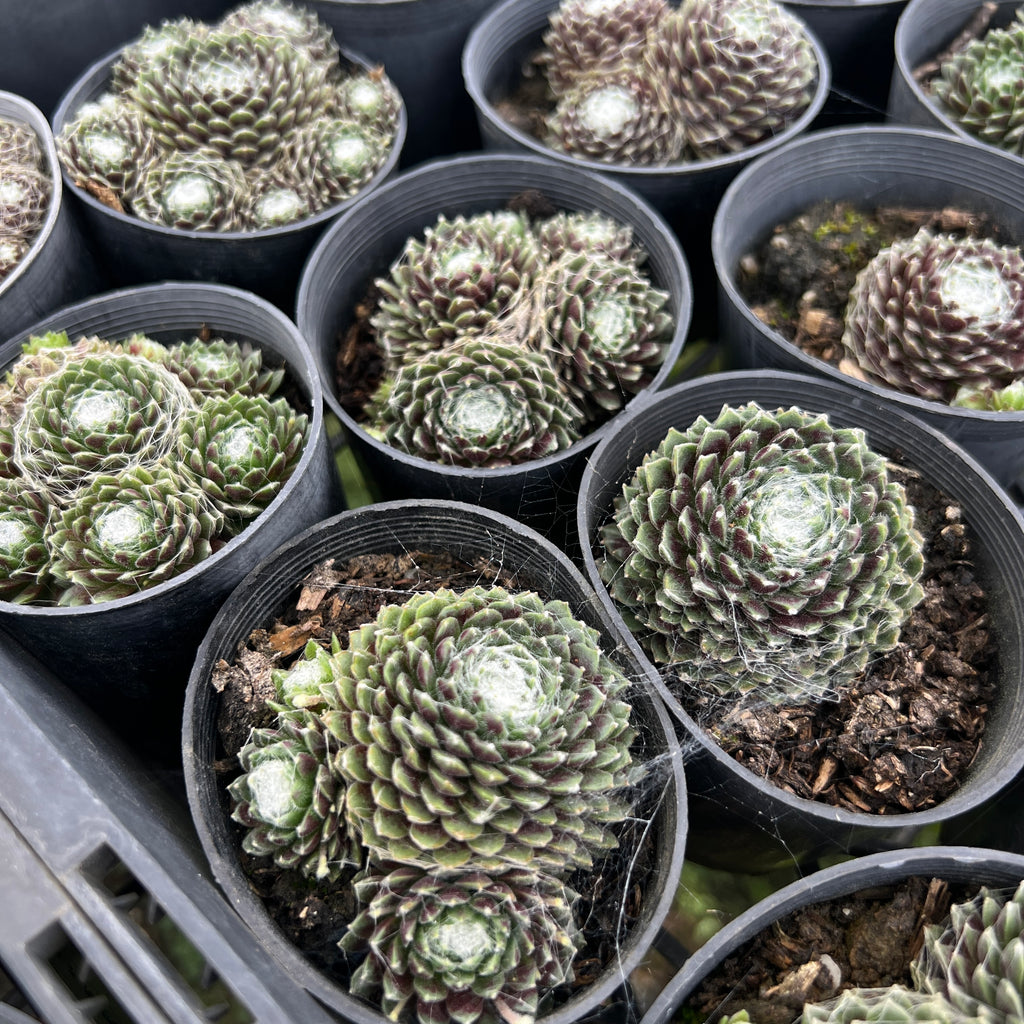 [PACK of 10 PLANTS] x Sempervivum arachnoideum 'Emily' (w/pup)