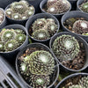[PACK of 10 PLANTS] x Sempervivum arachnoideum 'Emily' (w/pup)