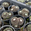 [PACK of 10 PLANTS] x Sempervivum arachnoideum 'Emily' (w/pup)