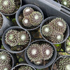 [PACK of 10 PLANTS] x Sempervivum arachnoideum 'Emily' (w/pup)