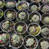 [PACK of 10 PLANTS] x Sempervivum calcareum 'Grigg's Surprise' (XS)