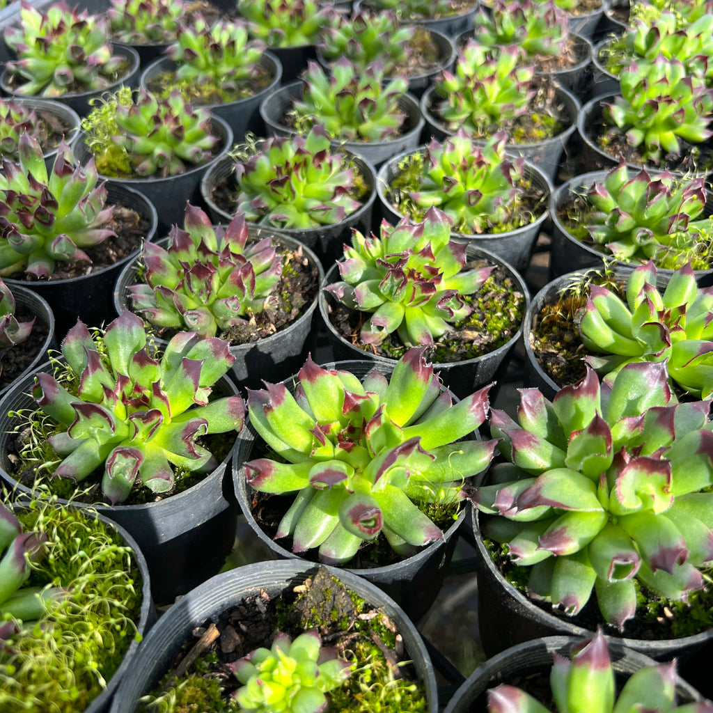 [PACK of 10 PLANTS] x Sempervivum 'Oddity'