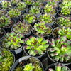 [PACK of 10 PLANTS] x Sempervivum 'Oddity'
