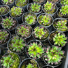 [PACK of 10 PLANTS] x Sempervivum 'Oddity'