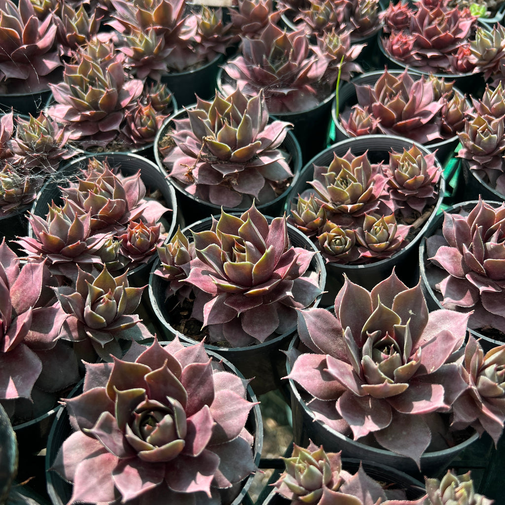 [PACK of 10 PLANTS] x Sempervivum 'Pinkerine' (w/pup)