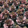 [PACK of 10 PLANTS] x Sempervivum 'Pinkerine' (w/pup)