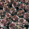 [PACK of 10 PLANTS] x Sempervivum 'Pinkerine' (w/pup)