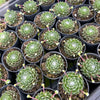 [PACK of 10 PLANTS] x Sempervivum 'Kramer's Spinrad'