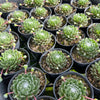 [PACK of 10 PLANTS] x Sempervivum 'Kramer's Spinrad'
