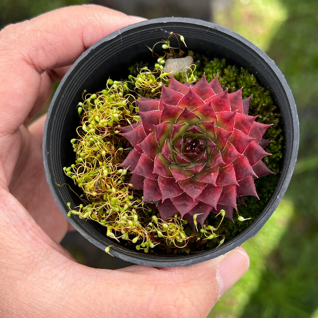 [PACK of 10 PLANTS] x Sempervivum caucasicum (w/1 pup)