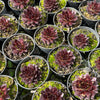 [PACK of 10 PLANTS] x Sempervivum 'Gabrielle'