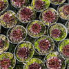 [PACK of 10 PLANTS] x Sempervivum 'Gabrielle'