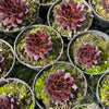 [PACK of 10 PLANTS] x Sempervivum 'Gabrielle'