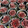 [PACK of 10 PLANTS] x Sempervivum 'Granby'