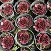 [PACK of 10 PLANTS] x Sempervivum 'Granby'