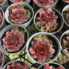 [PACK of 10 PLANTS] x Sempervivum 'Granby'