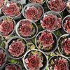 [PACK of 10 PLANTS] x Sempervivum 'Granby'