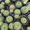 [PACK of 10 PLANTS] x Sempervivum calcareum 'Limelight'