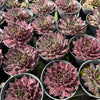 [PACK of 10 PLANTS] x Sempervivum 'Purple Dazzler'