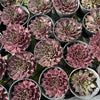 [PACK of 10 PLANTS] x Sempervivum 'Purple Dazzler'