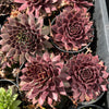 [PACK of 10 PLANTS] x Sempervivum 'Purple Dazzler'
