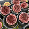 [PACK of 10 PLANTS] x Sempervivum cv. 'Weighton's Red'