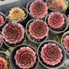 [PACK of 10 PLANTS] x Sempervivum cv. 'Weighton's Red'