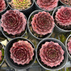 [PACK of 10 PLANTS] x Sempervivum cv. 'Weighton's Red'