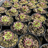 [PACK of 10 PLANTS] x Sempervivum calcareum 'Guillaumes' (w/pup)