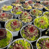 [PACK of 10 PLANTS] x Sempervivum 'Berwick Red'