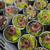 [PACK of 10 PLANTS] x Sempervivum 'Berwick Red'