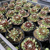 [PACK of 10 PLANTS] x Sempervivum 'Spring Beauty'