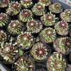 [PACK of 10 PLANTS] x Sempervivum 'Spring Beauty'