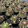 [PACK of 10 PLANTS] x Sempervivum 'Spring Beauty'