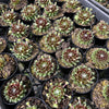[PACK of 10 PLANTS] x Sempervivum 'Spring Beauty'