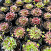 [PACK of 10 PLANTS] x Sempervivum 'Skrocki's Beauty'