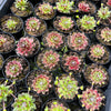 [PACK of 10 PLANTS] x Sempervivum 'Skrocki's Beauty'