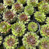 [PACK of 10 PLANTS] x Sempervivum 'Skrocki's Beauty'