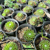 [PACK of 10 PLANTS] x Sempervivum arachnoïdeum 'Bascour Silver'