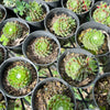 [PACK of 10 PLANTS] x Sempervivum arachnoïdeum 'Bascour Silver'