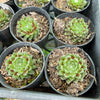 [PACK of 10 PLANTS] x Sempervivum arachnoïdeum 'Bascour Silver'