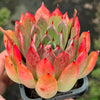 [PACK of 10 PLANTS] x Echeveria 'Golden Bear'