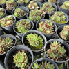 [PACK of 10 PLANTS] x Sempervivum arachnoïdeum 'Bascour Silver'