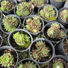 [PACK of 10 PLANTS] x Sempervivum arachnoïdeum 'Bascour Silver'